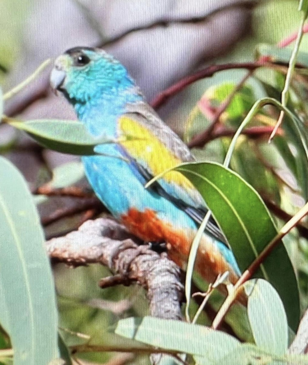 Golden-shouldered Parrot - ML475798771