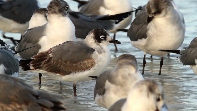 Franklin's Gull - ML475799