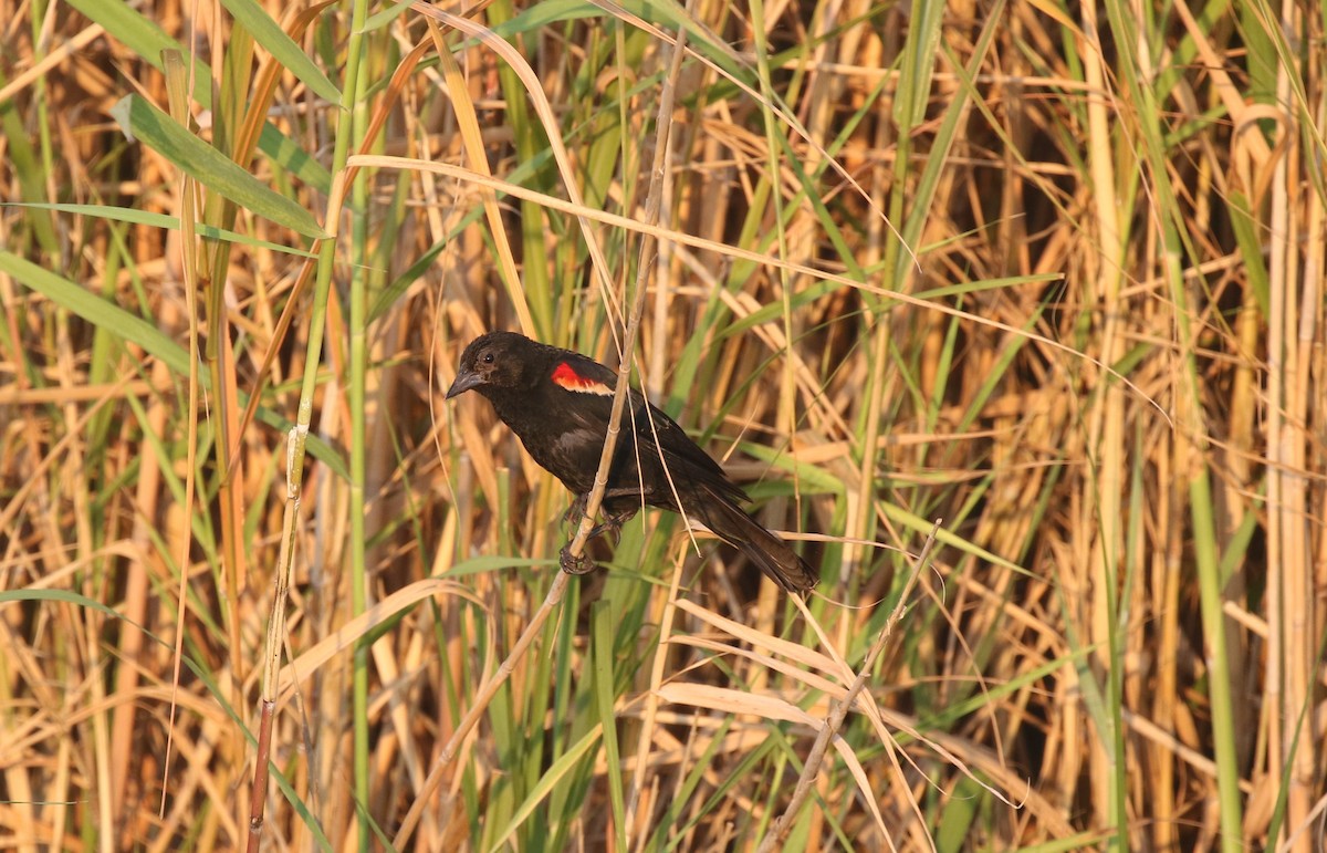 Red-winged Blackbird - James (Jim) Holmes