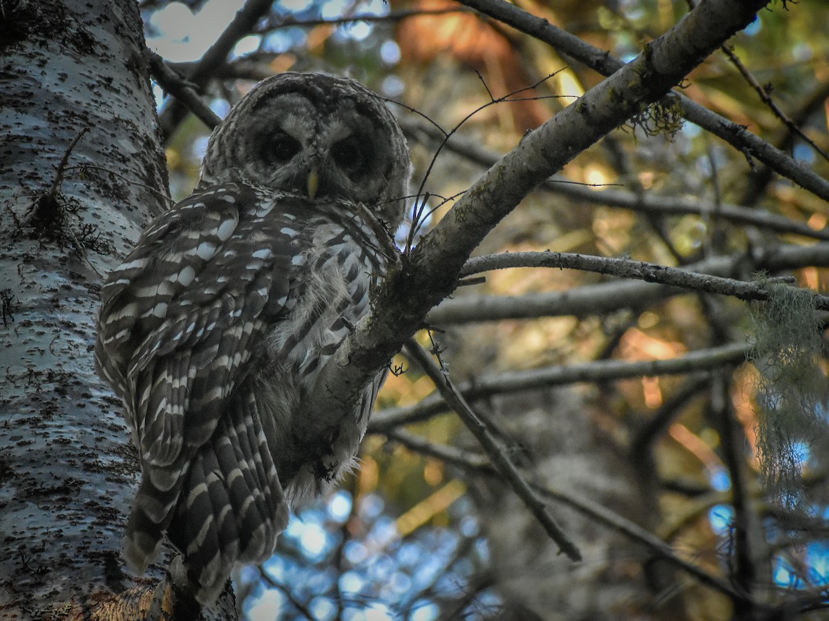 Barred Owl - ML475799441