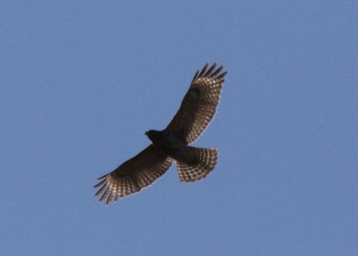 Red-shouldered Hawk - ML475799511