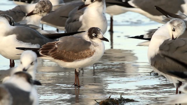 Franklin's Gull - ML475800