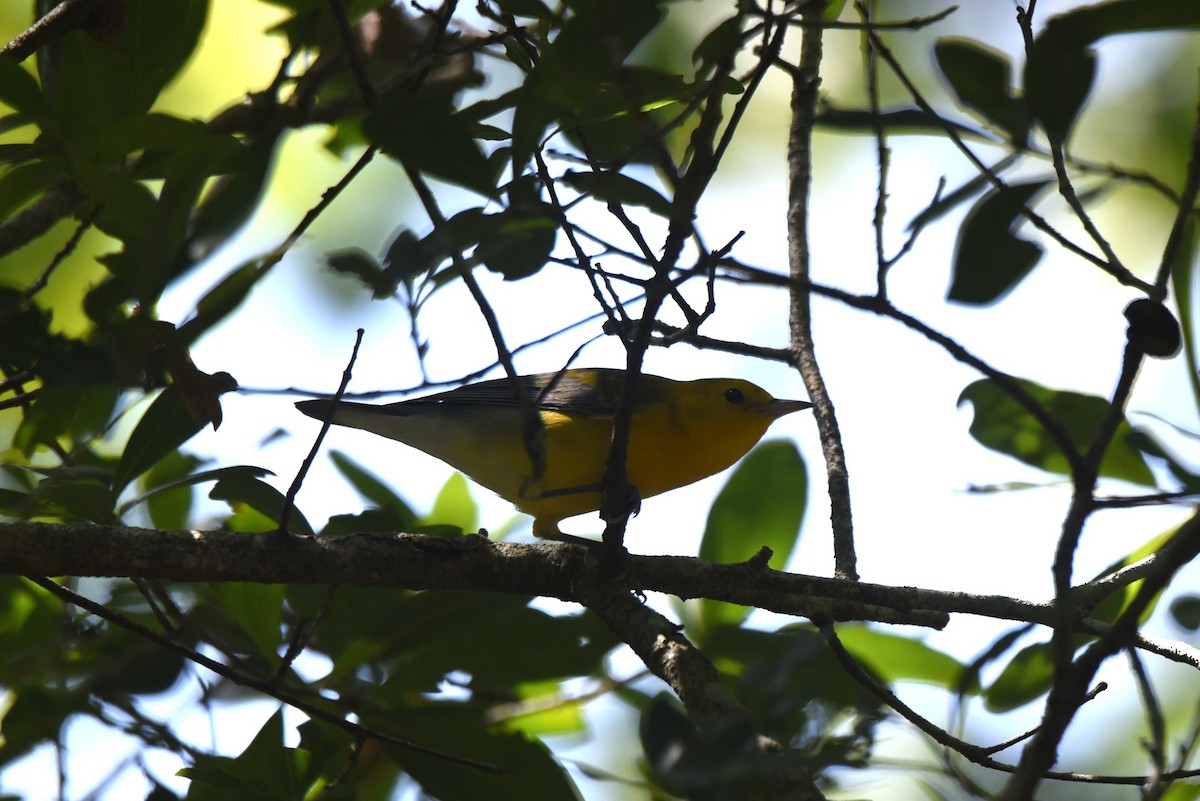 Prothonotary Warbler - ML475800331