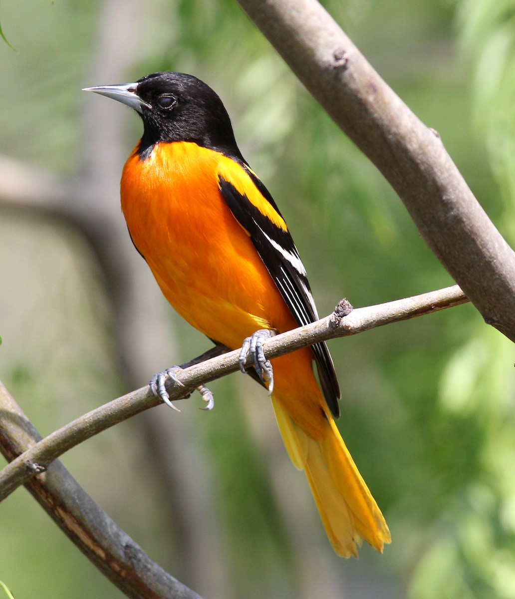 Baltimore Oriole - Jason Leifester