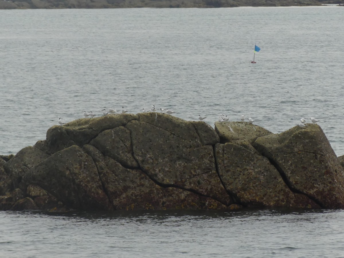 Sandwich Tern - ML475801611