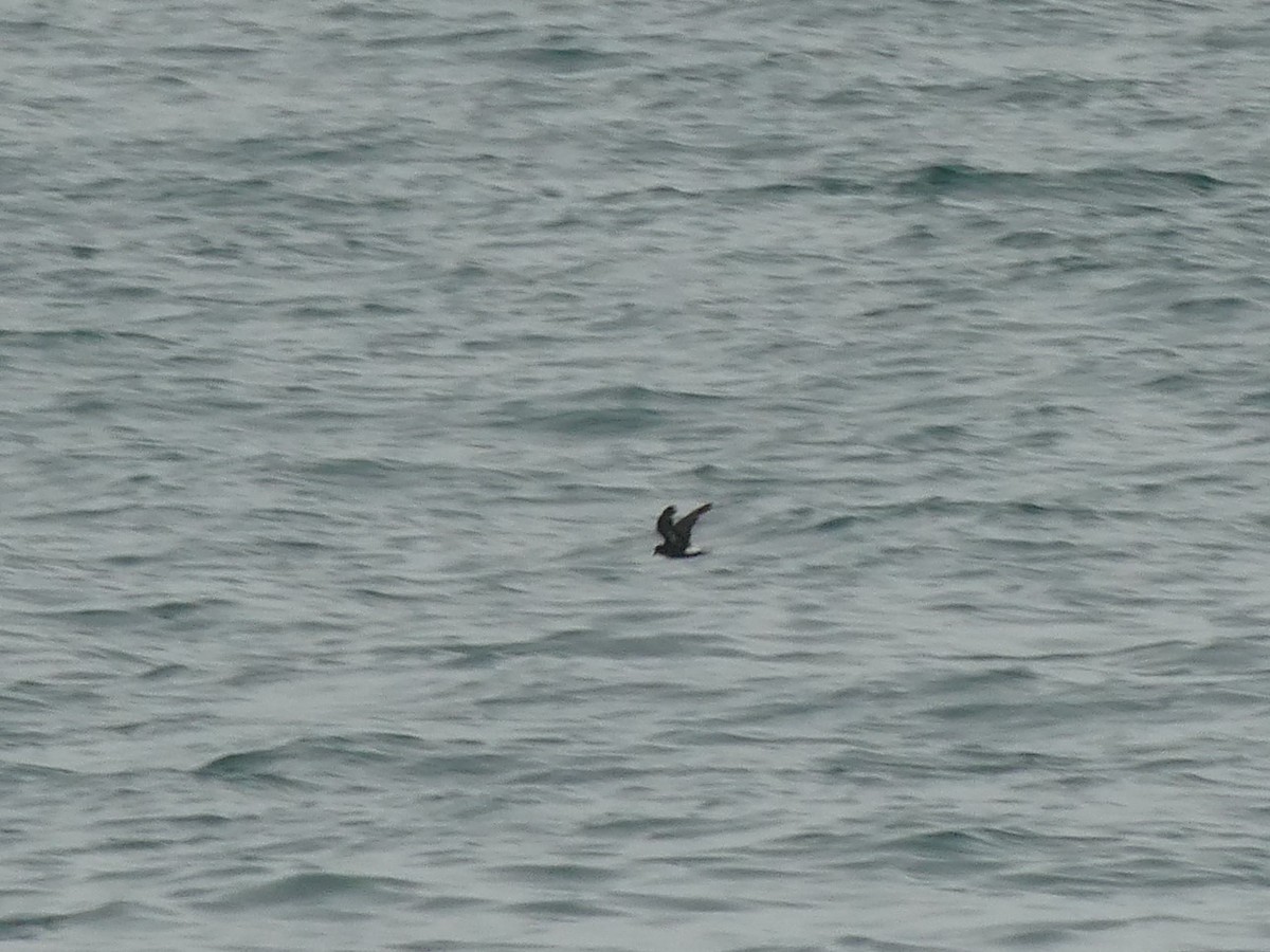 European Storm-Petrel - ML475801681