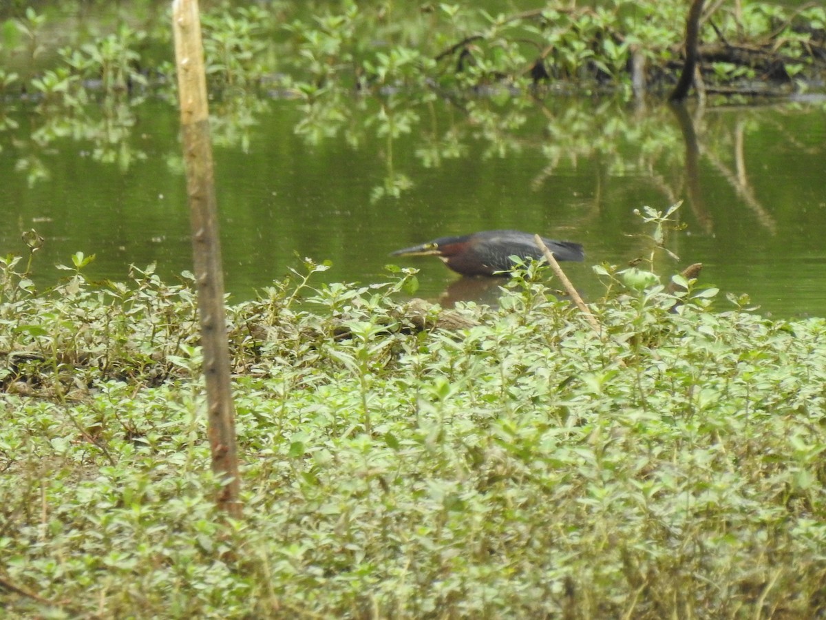 Green Heron - ML475801781