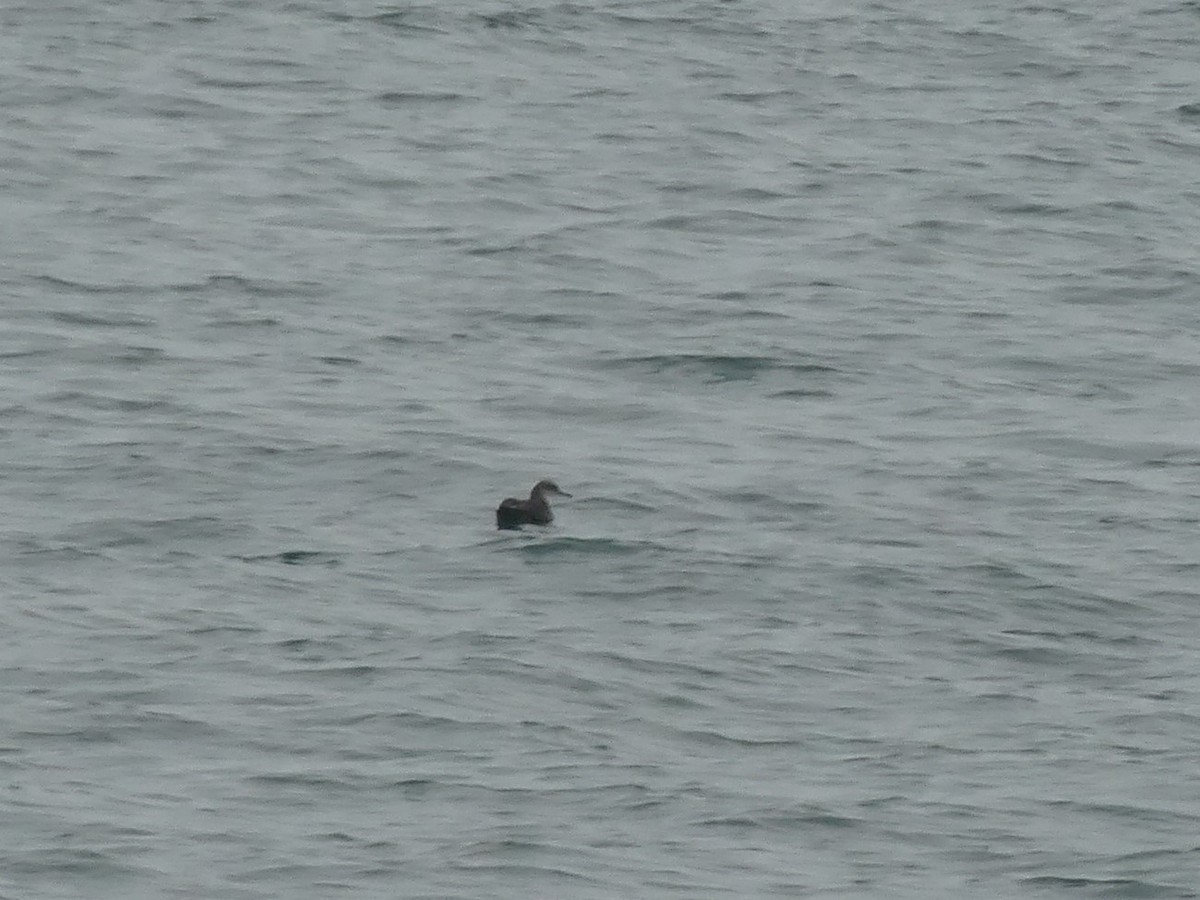 Balearic Shearwater - ML475801791