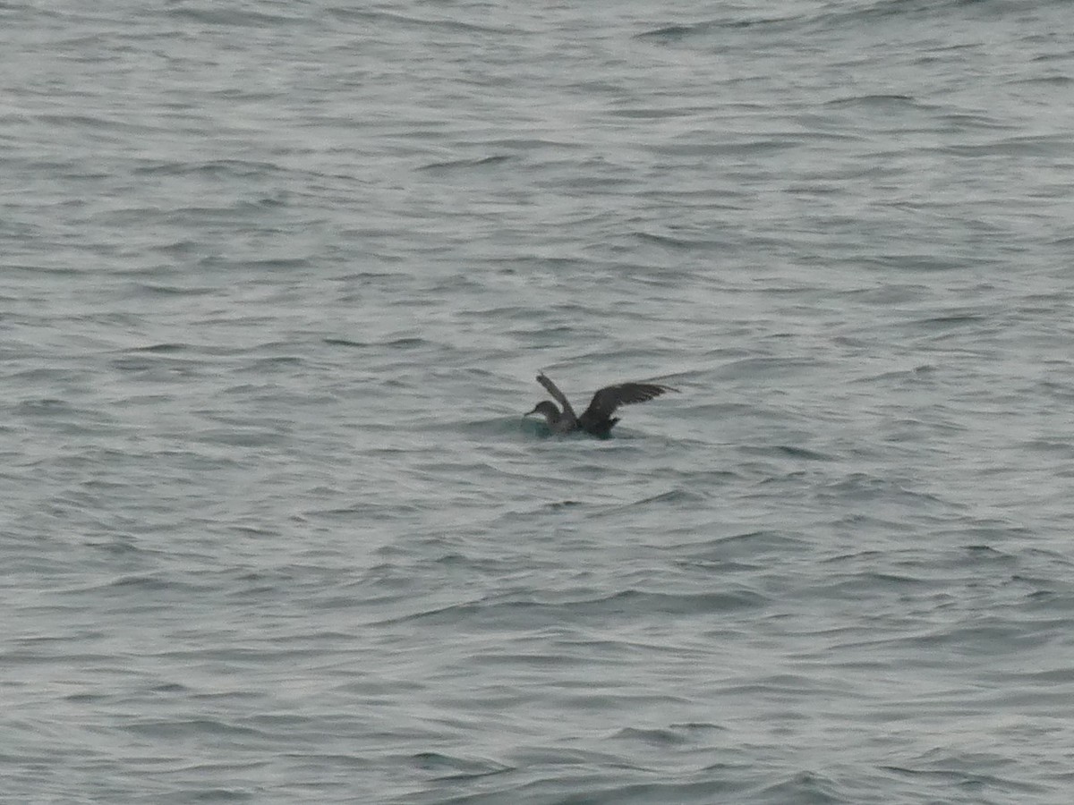 Balearic Shearwater - ML475801811