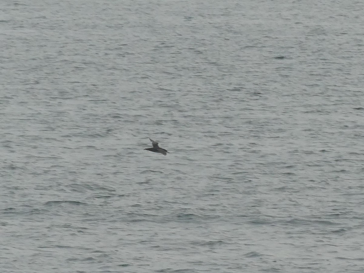 Balearic Shearwater - ML475801821