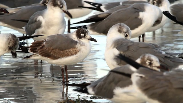 Franklin's Gull - ML475802
