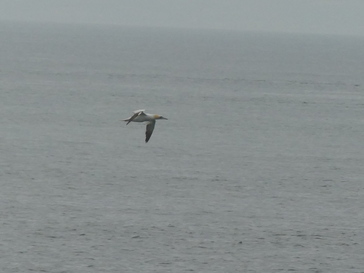 Northern Gannet - ML475802051