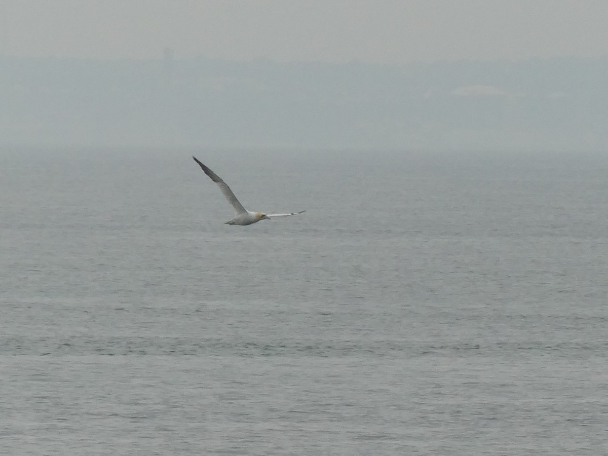 Northern Gannet - ML475802061