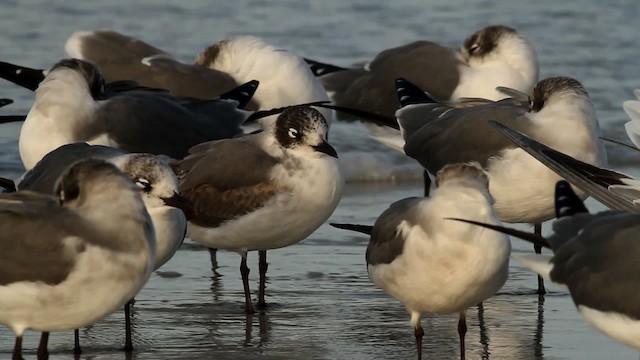 Franklin's Gull - ML475803