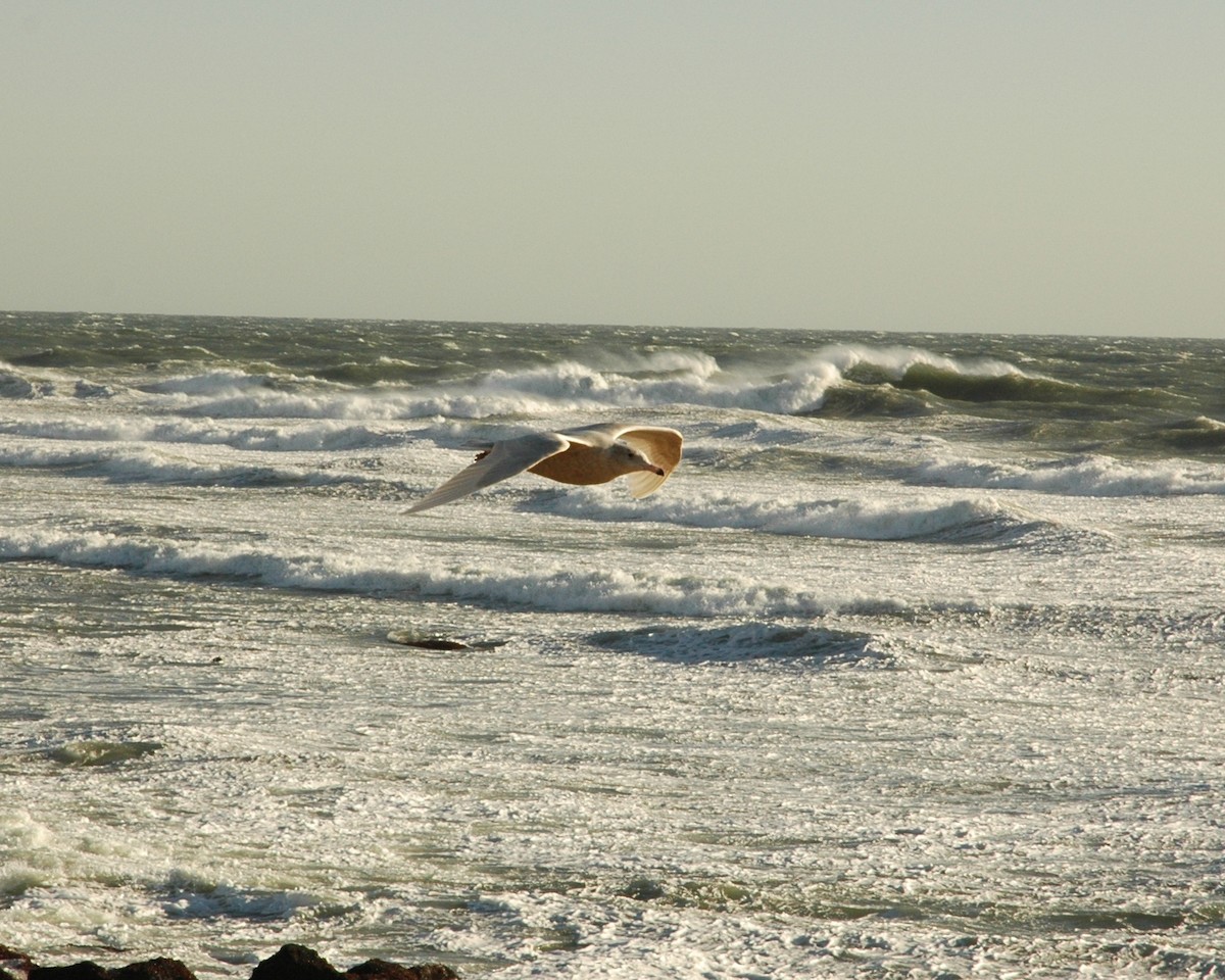 Glaucous Gull - ML475803421