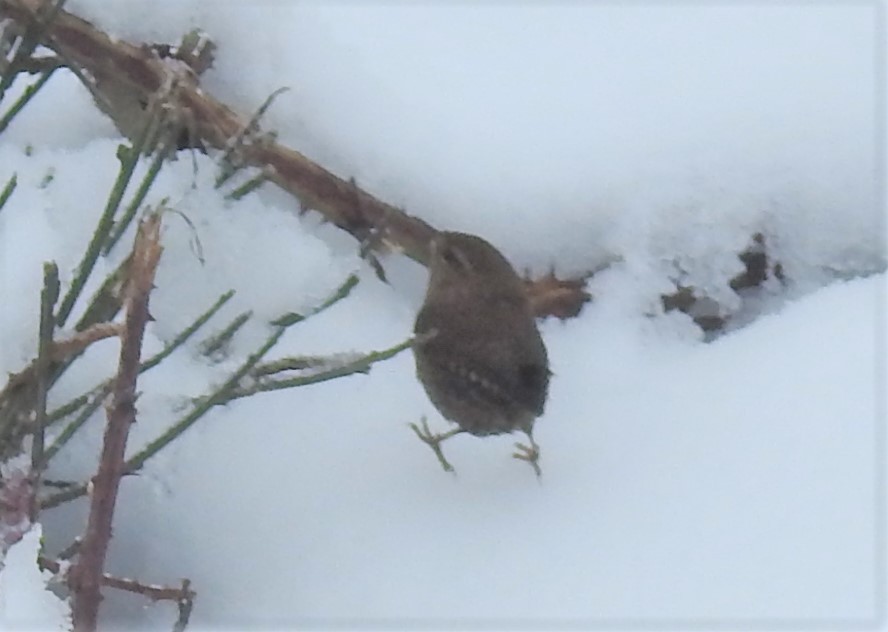 Pacific Wren - ML47580371