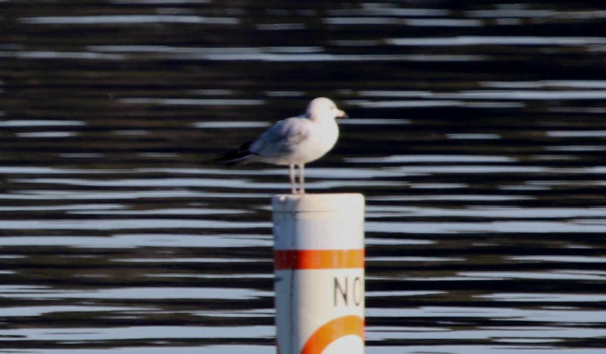 Ring-billed Gull - ML475803891
