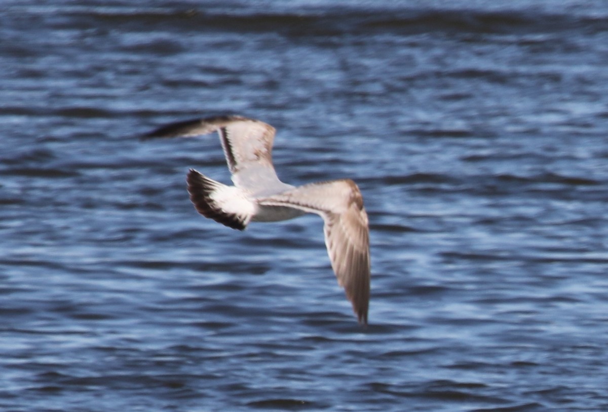 Ring-billed Gull - ML475803911