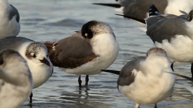 Franklin's Gull - ML475804