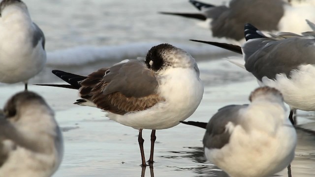 Franklin's Gull - ML475805