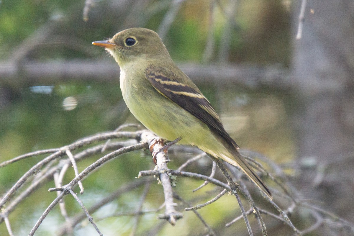 Yellow-bellied Flycatcher - David Turgeon