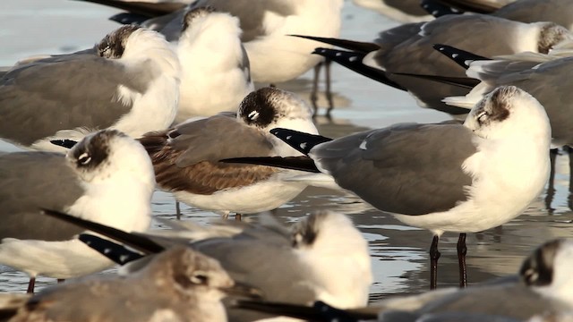 Franklin's Gull - ML475806