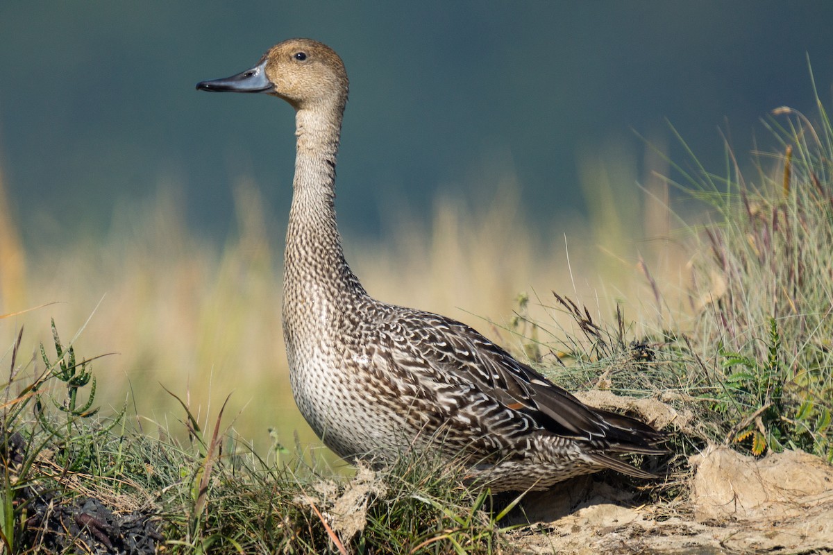 Northern Pintail - David Turgeon