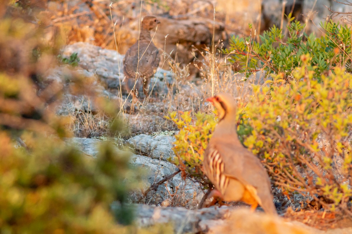 Chukar - ML475806581