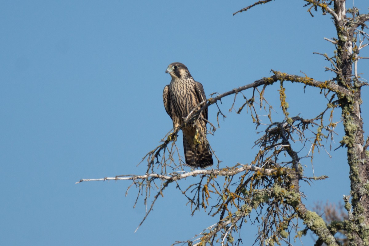 Peregrine Falcon - ML475806641