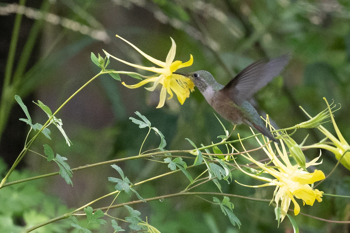 Broad-tailed Hummingbird - Ryan Shean