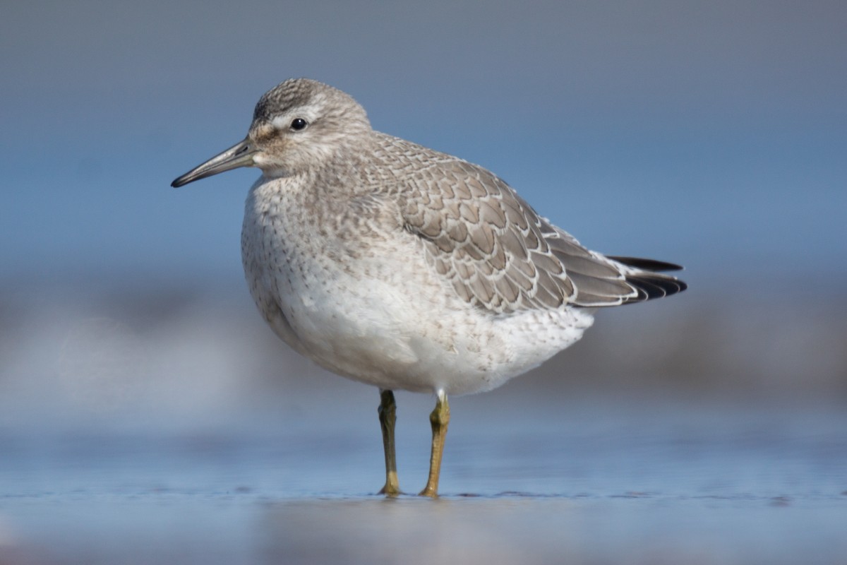 Red Knot - ML475806841