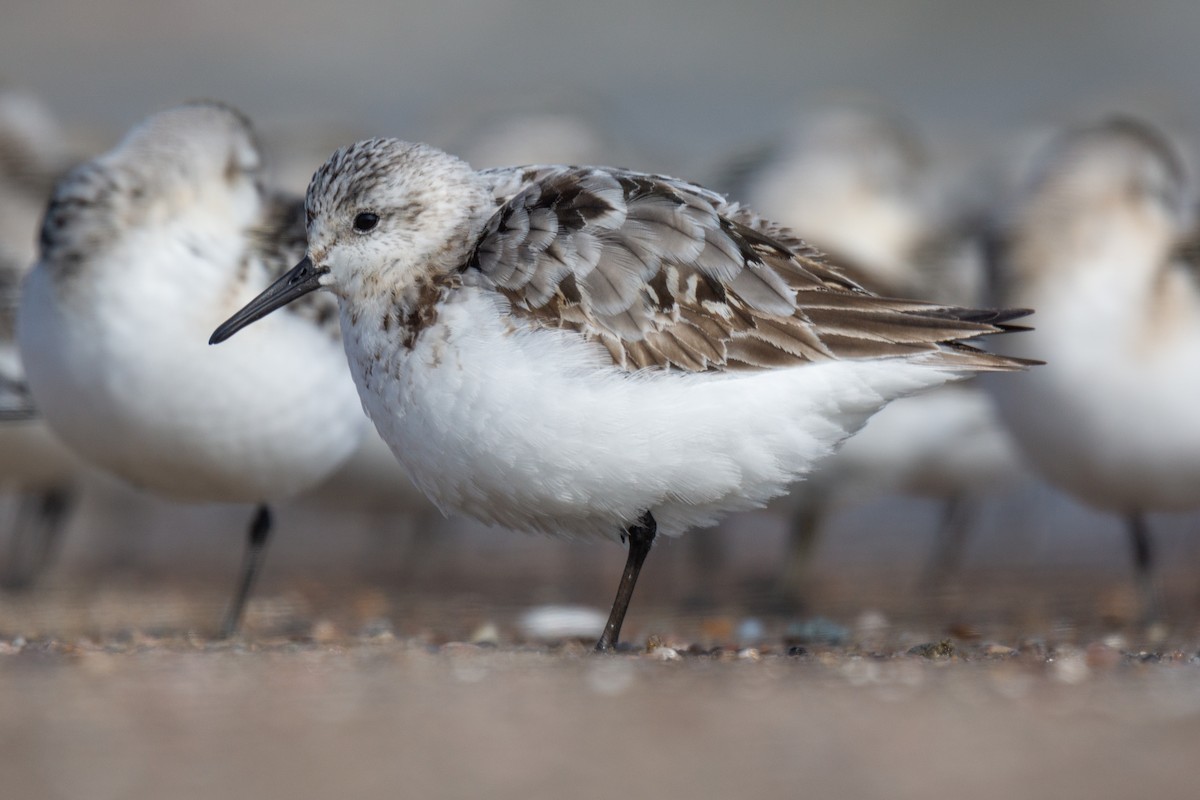 Bécasseau sanderling - ML475806901