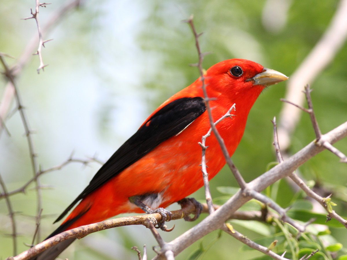 Scarlet Tanager - ML47580751