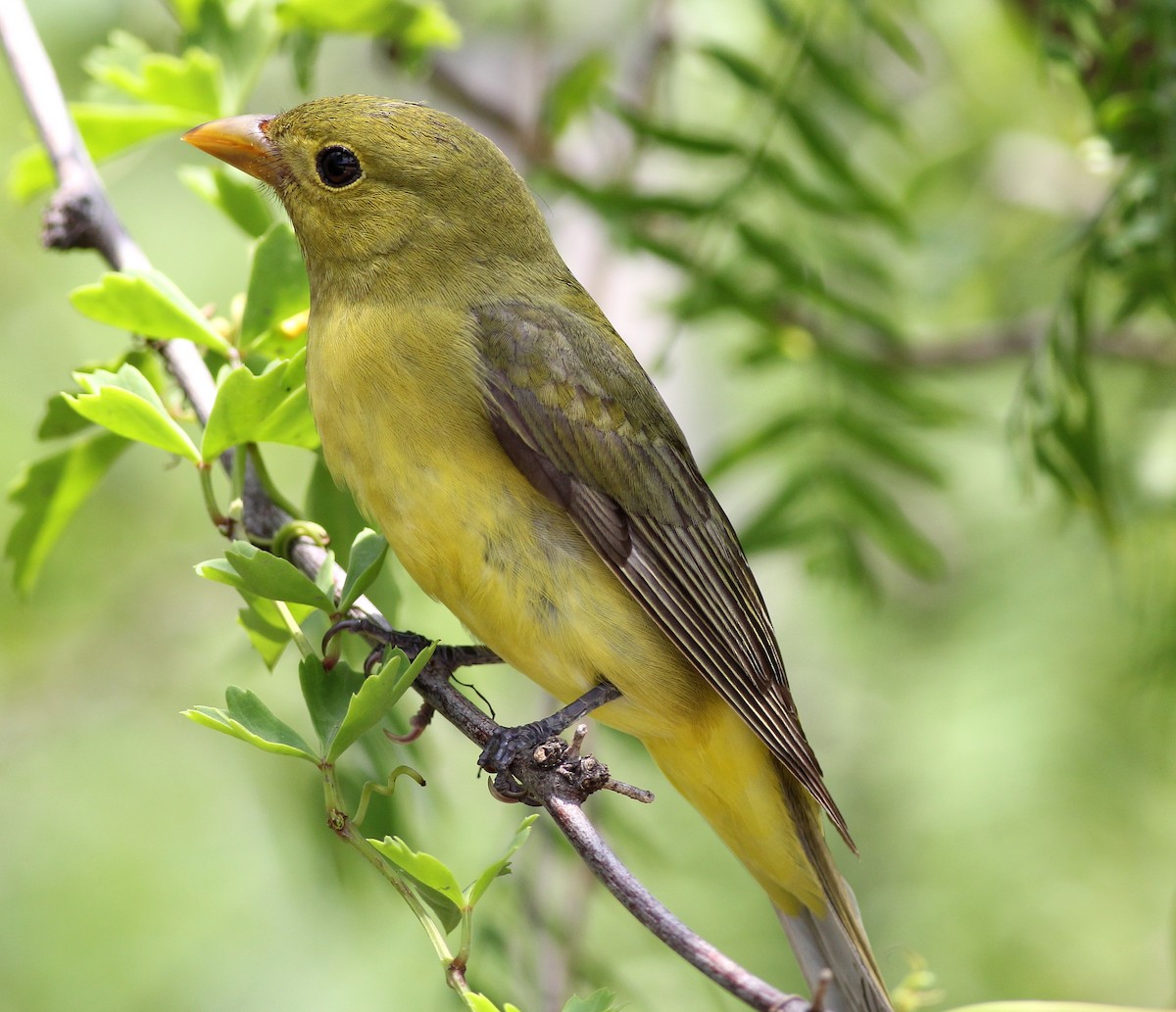 Scarlet Tanager - ML47580761