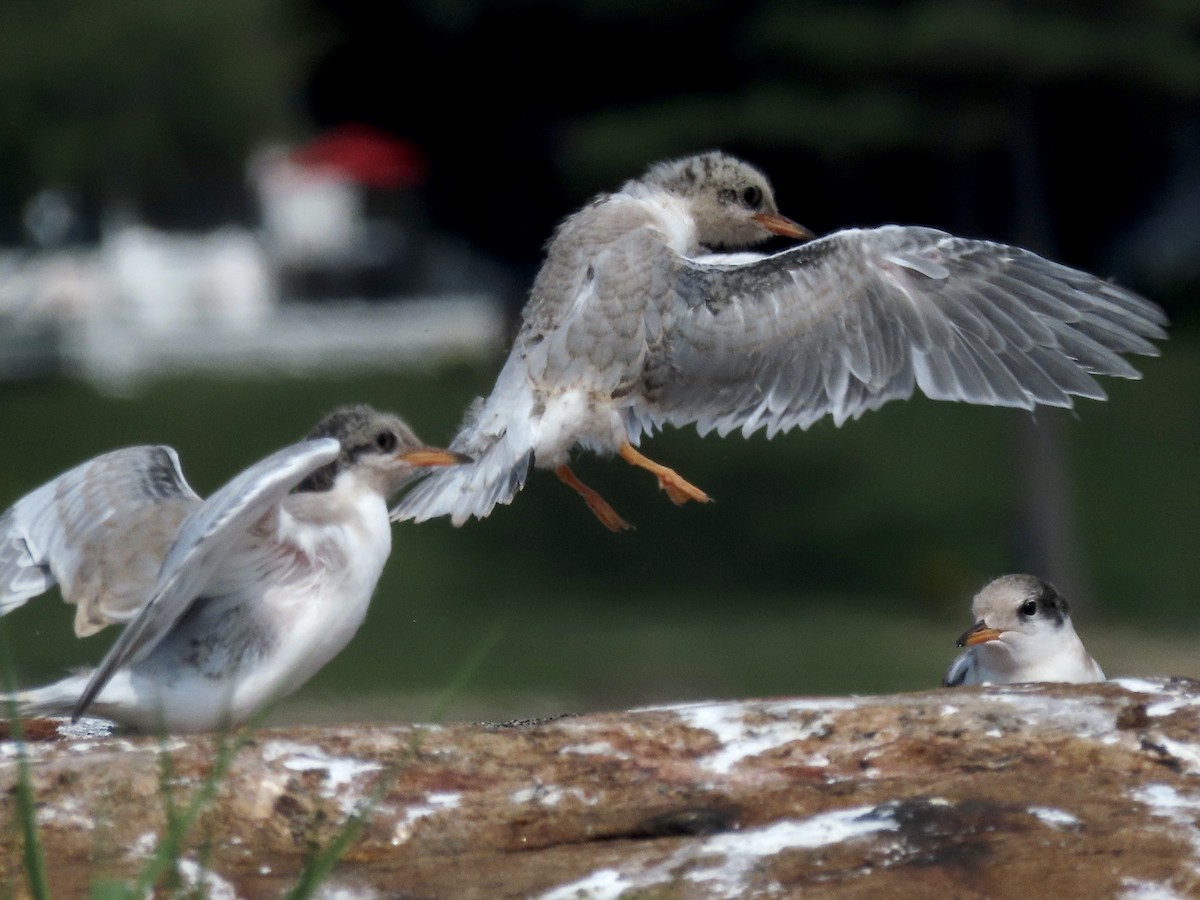 Common Tern - David and Regan Goodyear