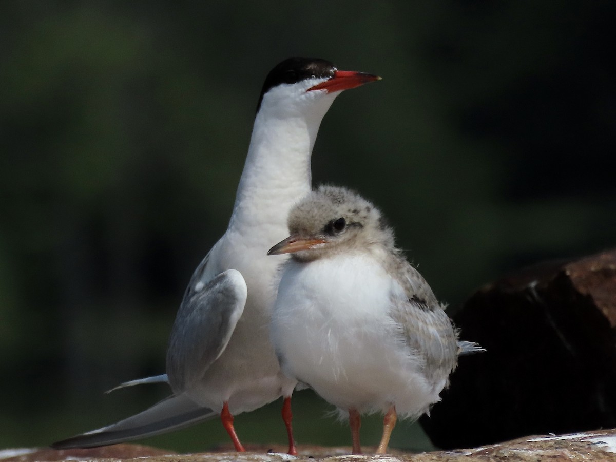 Common Tern - ML475808721