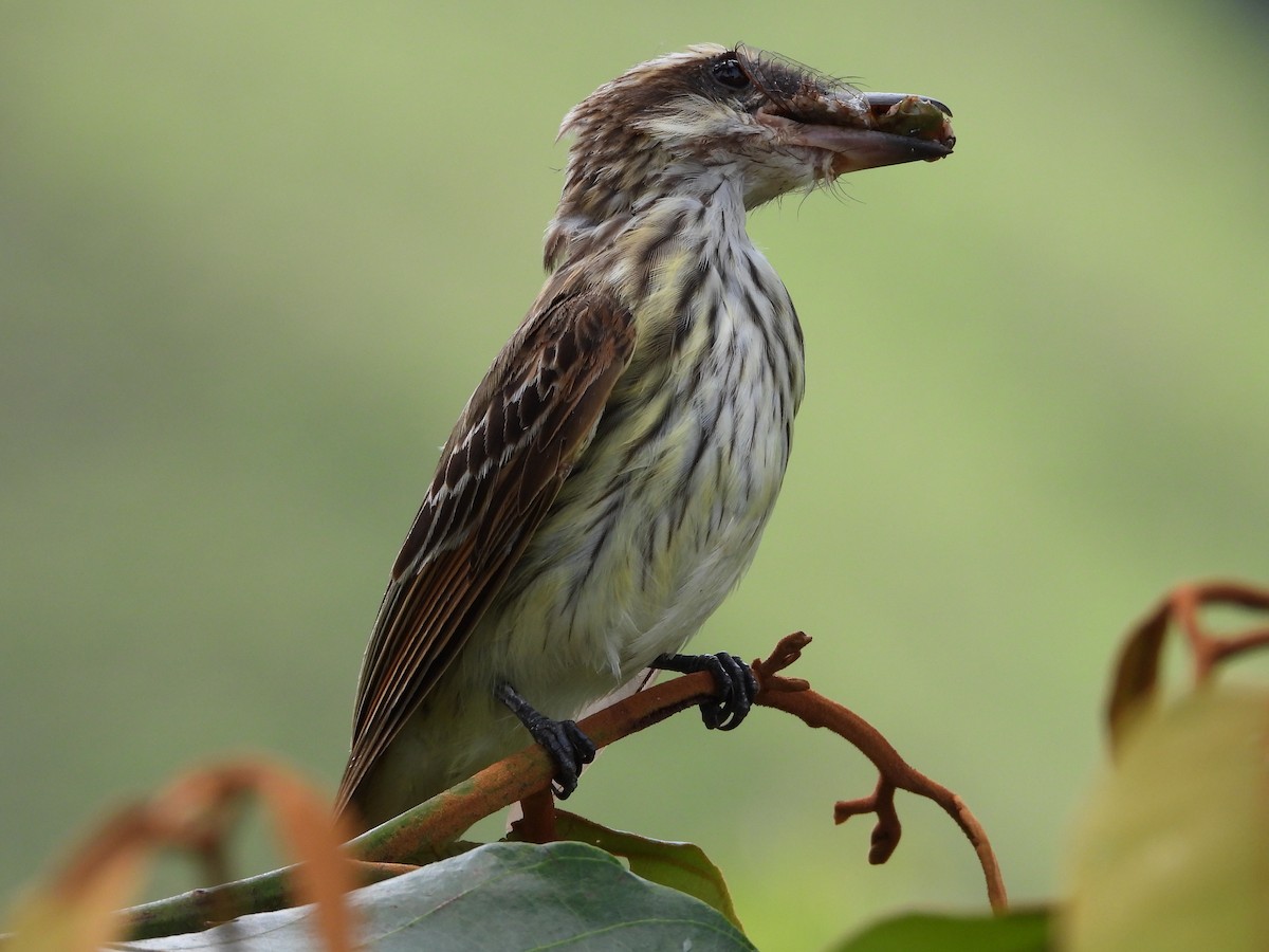 Streaked Flycatcher - ML475808741