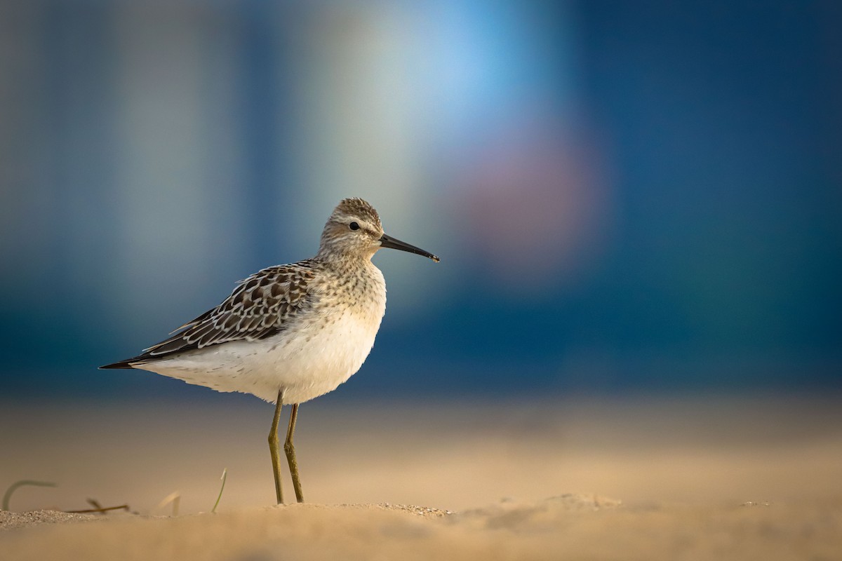 Stilt Sandpiper - ML475810141