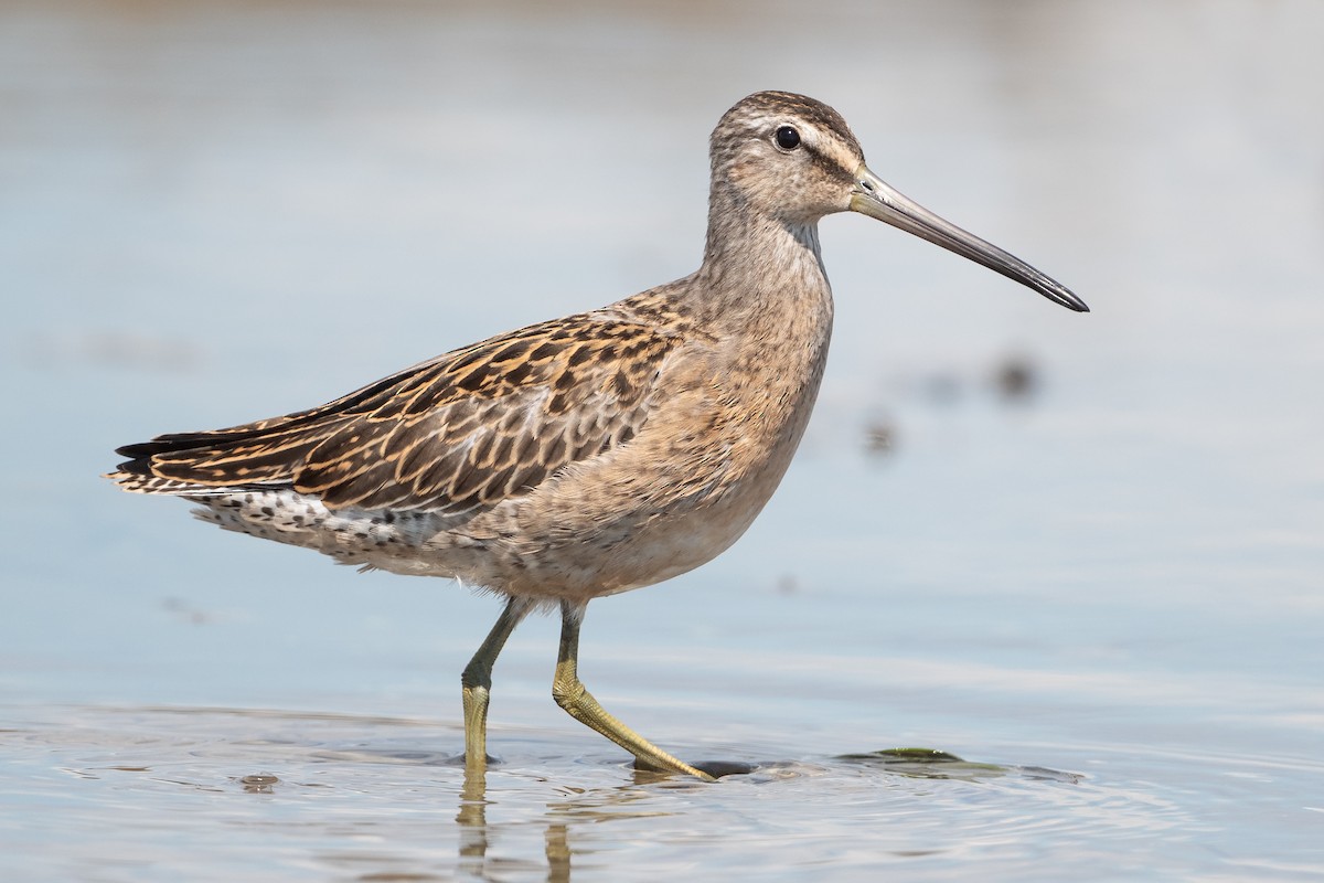 Short-billed Dowitcher - David Turgeon