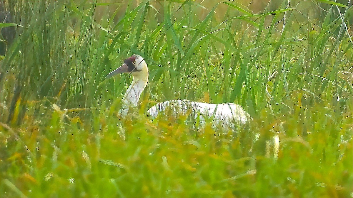 Whooping Crane - ML475812631