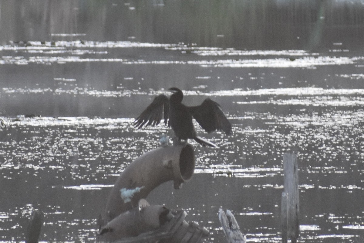 australslangehals - ML475812671