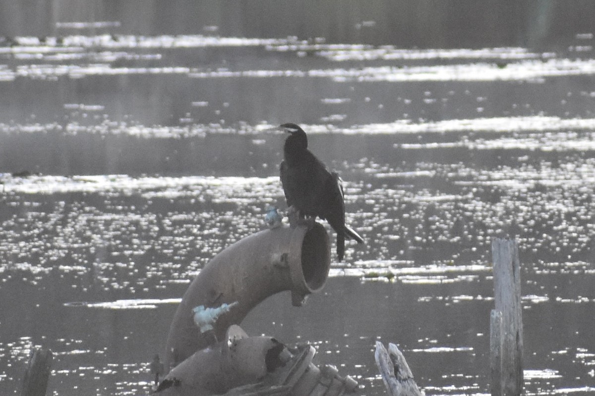 australslangehals - ML475812681