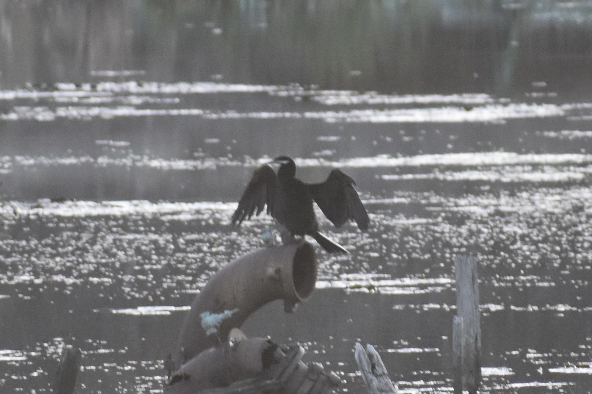 australslangehals - ML475812691