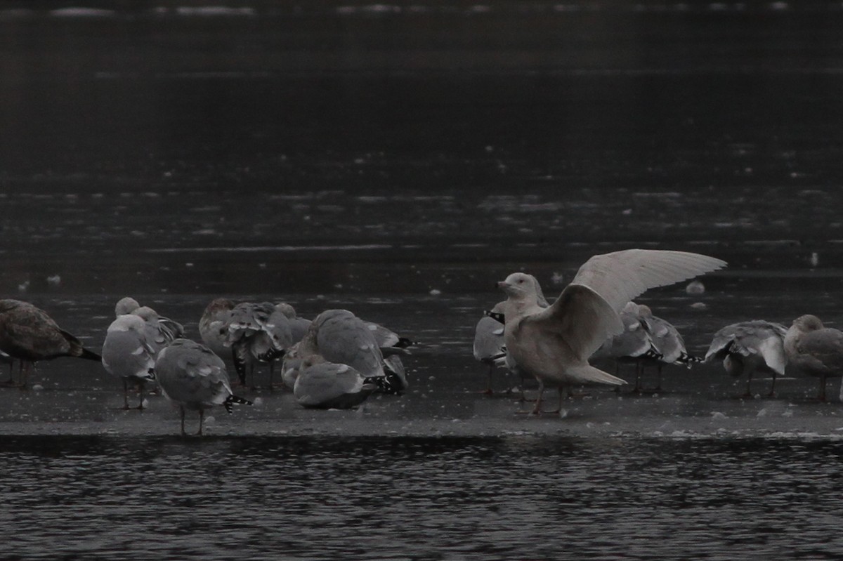 Glaucous Gull - Jeff Ellerbusch