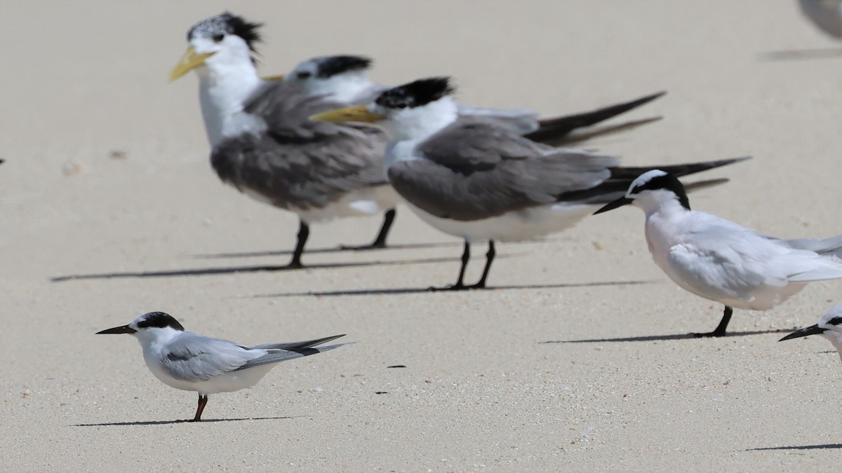 Little Tern - ML475813811