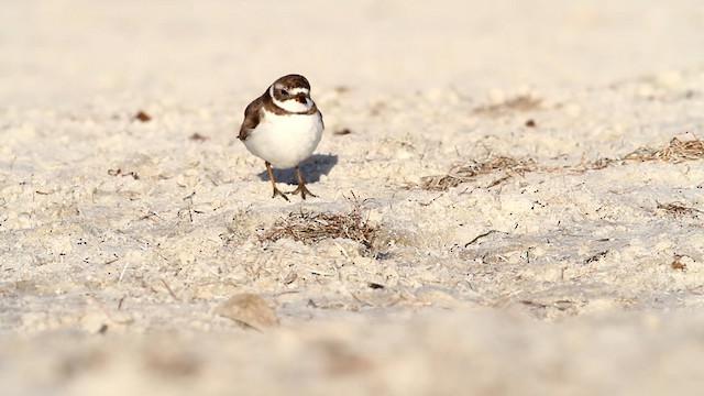 Semipalmated Plover - ML475817