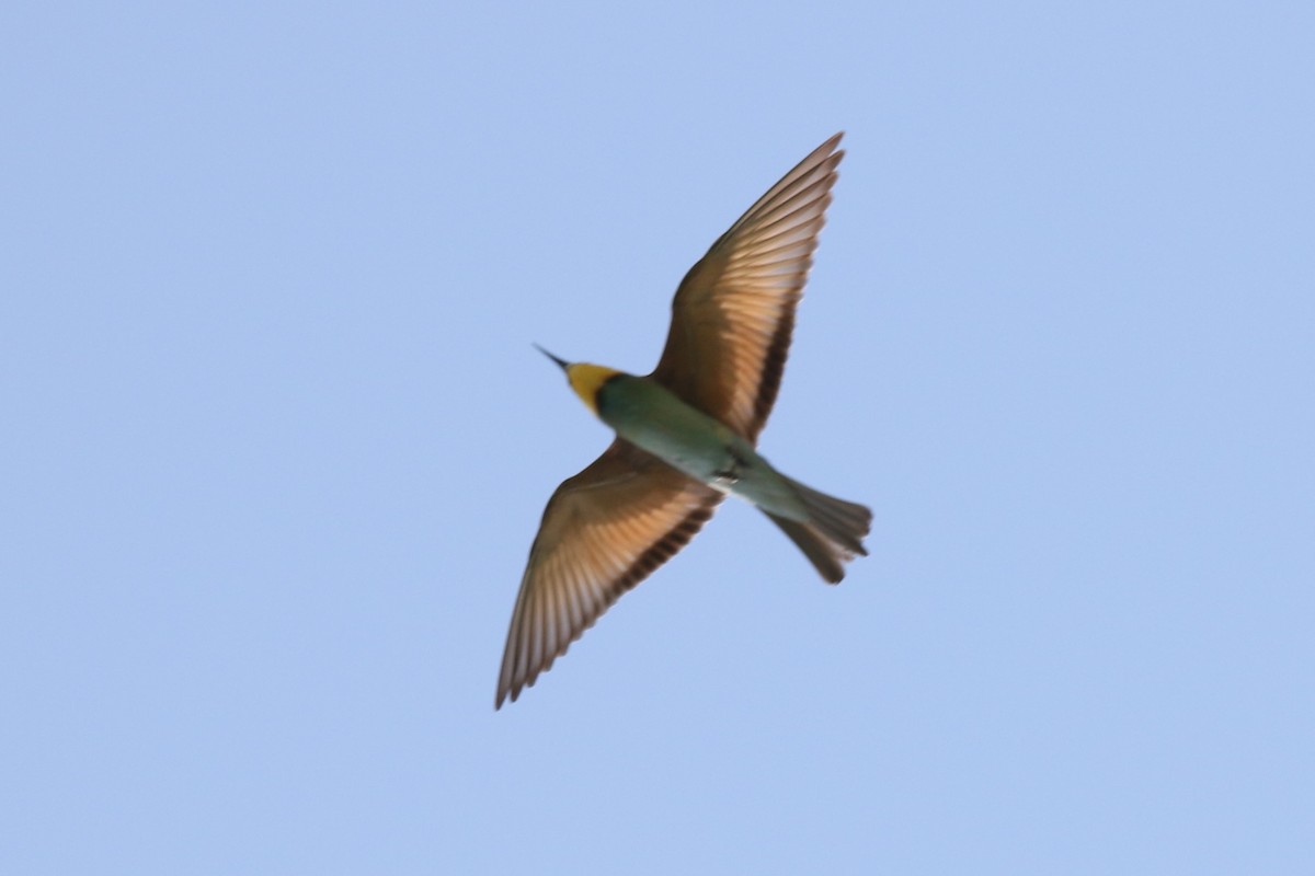 European Bee-eater - ML475817931