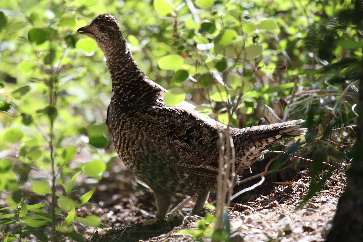 Sooty Grouse - ML47581841