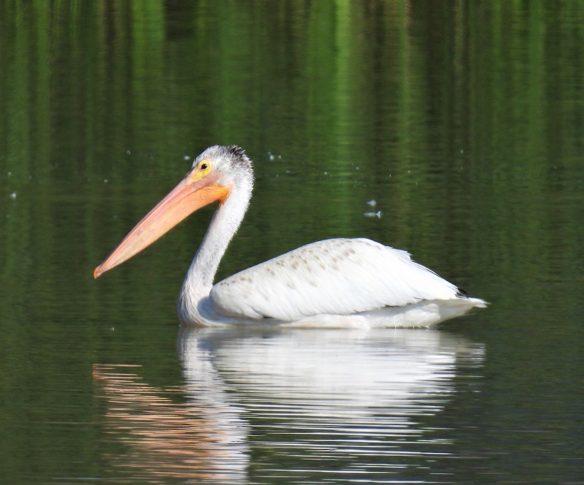 American White Pelican - Jan Thom