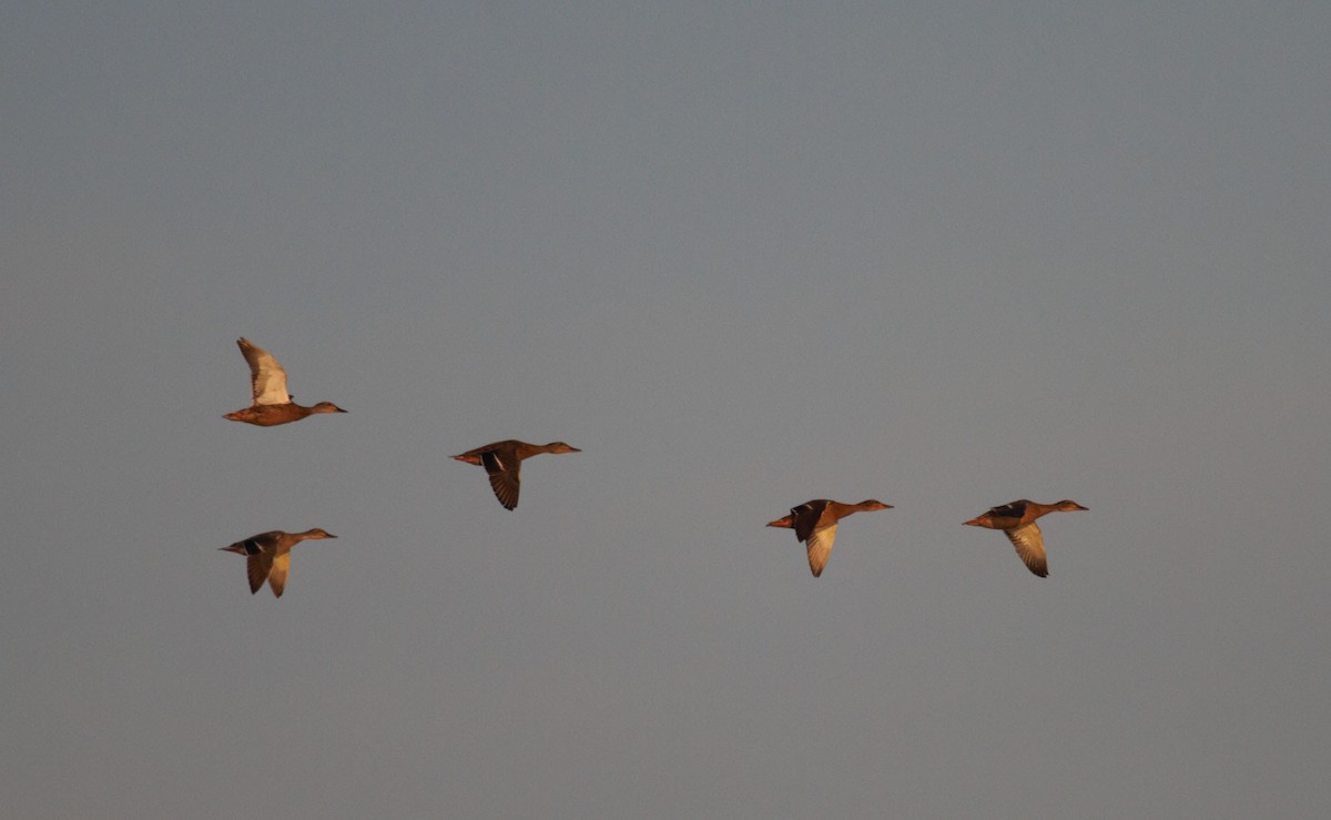 American Black Duck - ML475820331